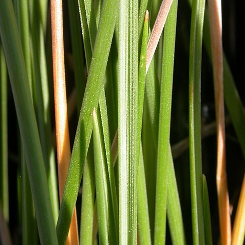 Festuca altaica unspecified picture