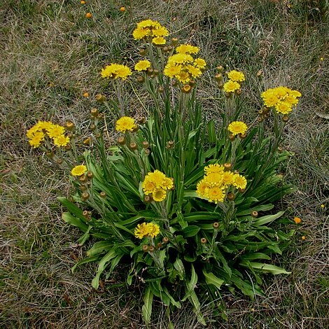 Podolepis robusta unspecified picture