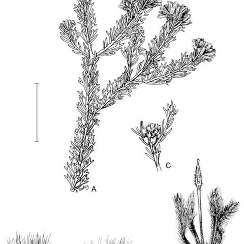 Petrophile misturata unspecified picture