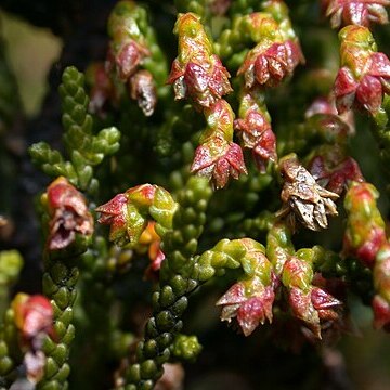 Pherosphaera hookeriana unspecified picture