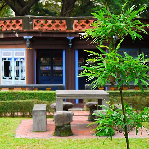 Phyllostachys makinoi unspecified picture