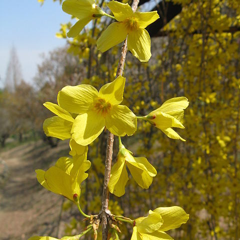 Forsythia mira unspecified picture