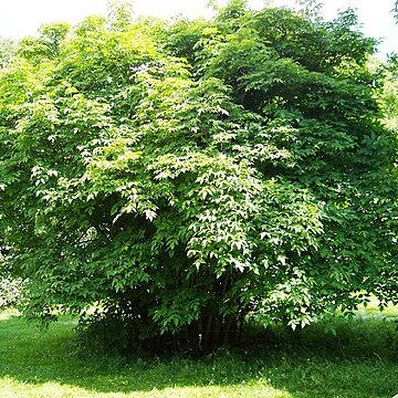 Staphylea unspecified picture