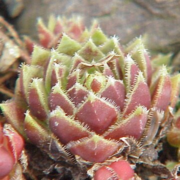 Sempervivum leucanthum unspecified picture