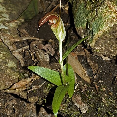 Pterostylis pulchella unspecified picture