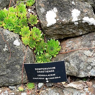 Sempervivum ossetiense unspecified picture