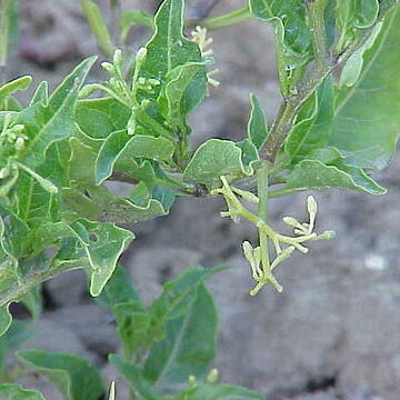 Solanum morelliforme unspecified picture