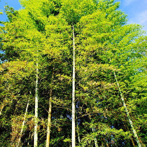 Phyllostachys violascens unspecified picture