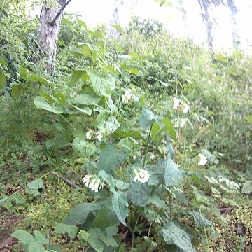 Symphytum tauricum unspecified picture