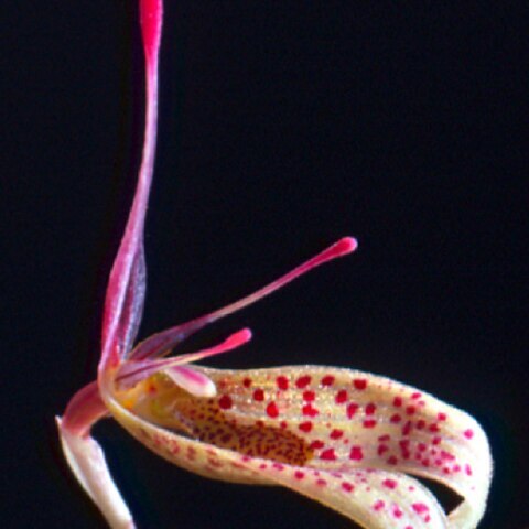 Restrepia schizosepala unspecified picture