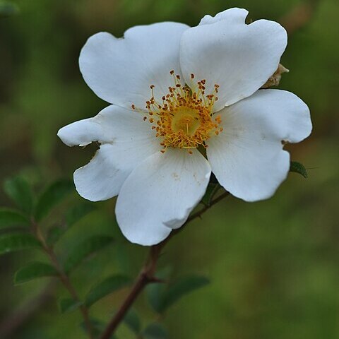 Rosa clinophylla unspecified picture