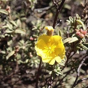 Crocanthemum glomeratum unspecified picture