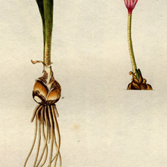 Haemanthus pumilio unspecified picture