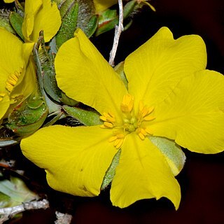 Hibbertia glomerosa unspecified picture