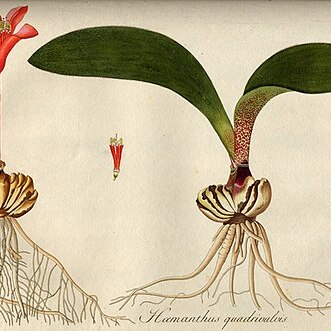 Haemanthus pubescens unspecified picture