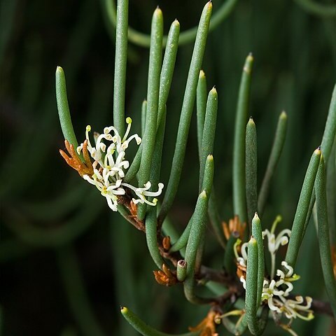 Hakea epiglottis unspecified picture