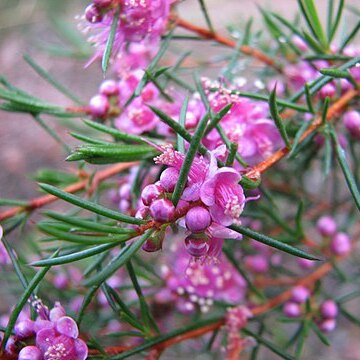 Hypocalymma strictum unspecified picture