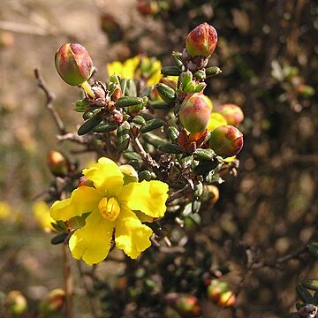 Hibbertia exasperata unspecified picture