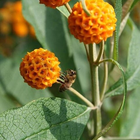 Buddleja unspecified picture