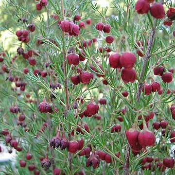 Boronia megastigma unspecified picture