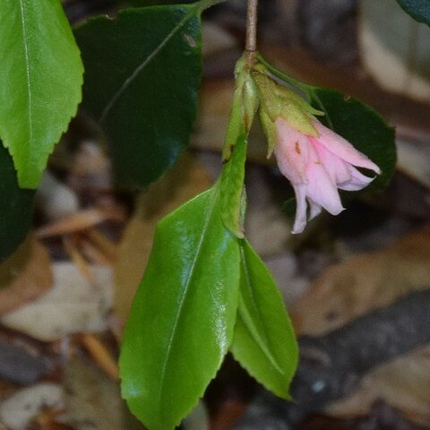 Camellia rosiflora unspecified picture