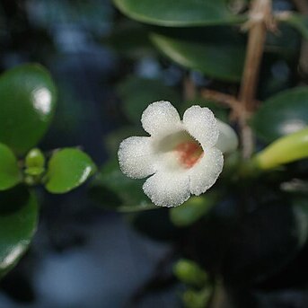 Codonanthopsis macradenia unspecified picture