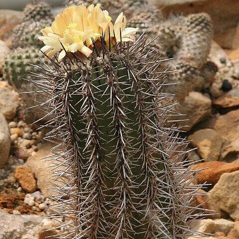 Copiapoa marginata unspecified picture