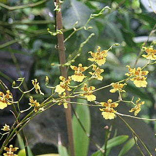 Oncidium sphacelatum unspecified picture