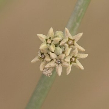 Leptadenia unspecified picture