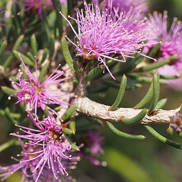 Melaleuca papillosa unspecified picture