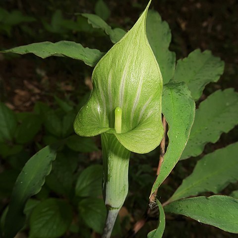 Arisaema angustatum unspecified picture