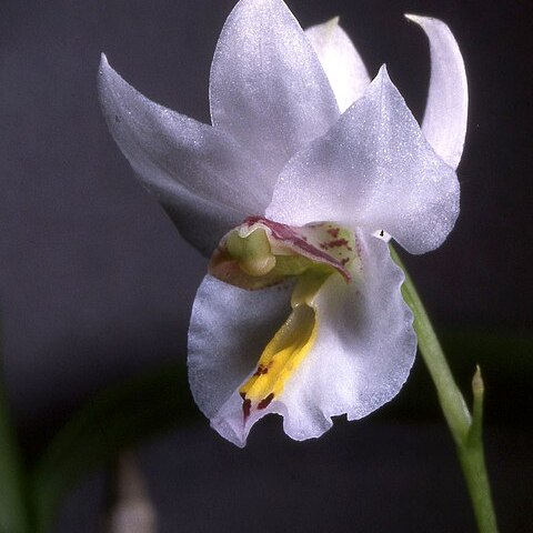 Barkeria melanocaulon unspecified picture