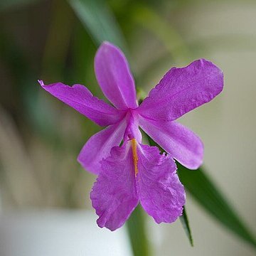 Sobralia callosa unspecified picture