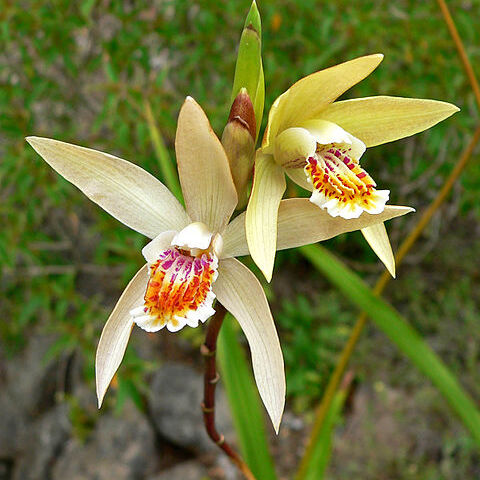 Bletilla ochracea unspecified picture