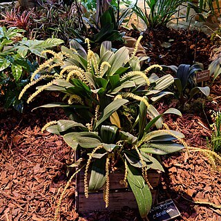 Bulbophyllum odoratum unspecified picture