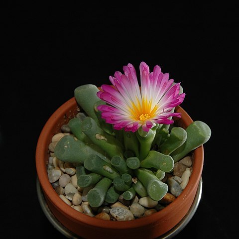 Frithia pulchra unspecified picture