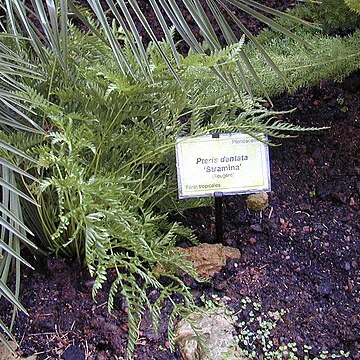 Pteris dentata unspecified picture