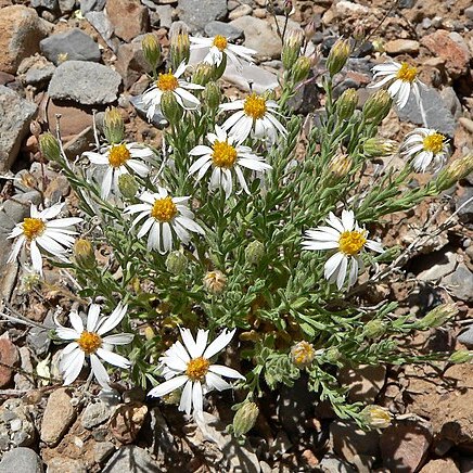 Chaetopappa ericoides unspecified picture