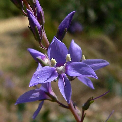 Veronica perfoliata unspecified picture