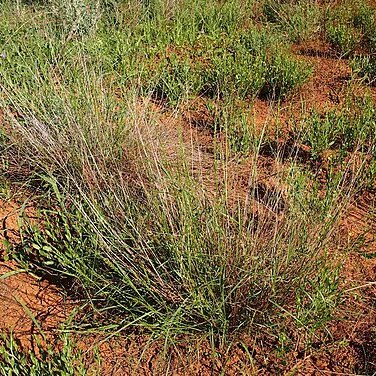 Eragrostis xerophila unspecified picture