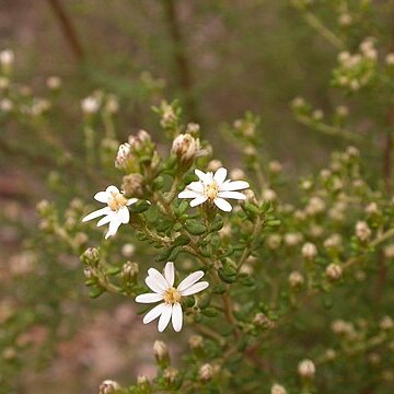 Olearia microphylla unspecified picture