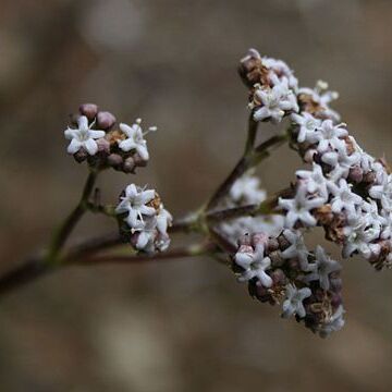 Valeriana prionophylla unspecified picture