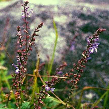 Scutellaria discolor unspecified picture