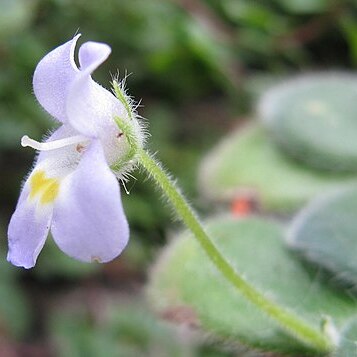 Petrocosmea forrestii unspecified picture