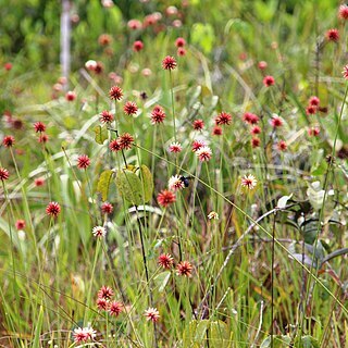 Schoenocephalium teretifolium unspecified picture