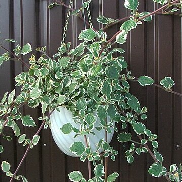 Plectranthus glabratus unspecified picture