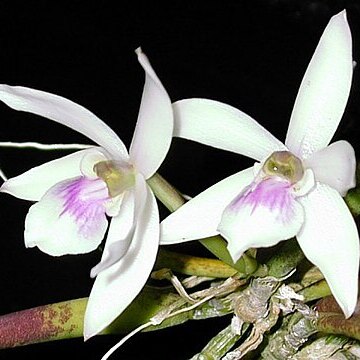 Leptotes mogyensis unspecified picture