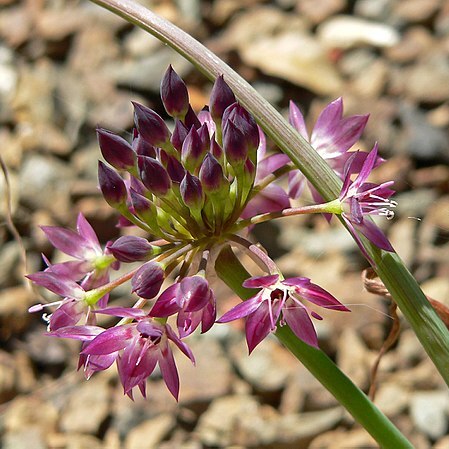 Allium tuolumnense unspecified picture