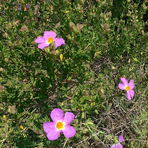 Cistus heterophyllus unspecified picture