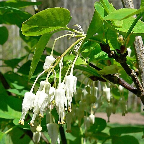 Staphylea bolanderi unspecified picture